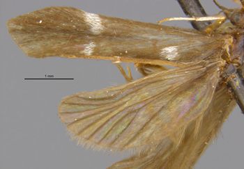 Media type: image;   Entomology 10909 Aspect: wing